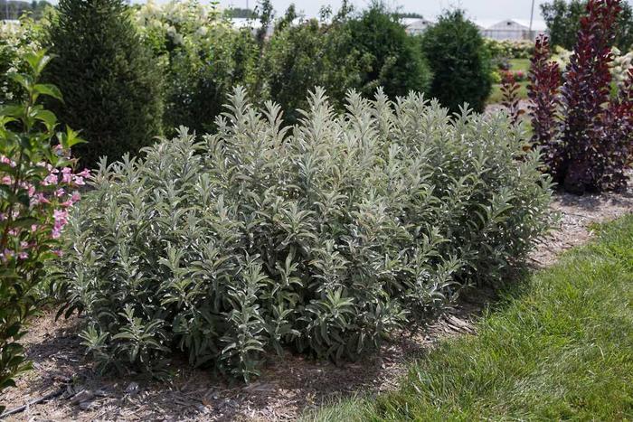 Iceberg Alley® Sageleaf Willow - Salix candida 'Jefberg'