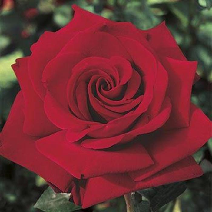 Ingrid Bergman Rose - Rosa 'Ingrid Bergman'