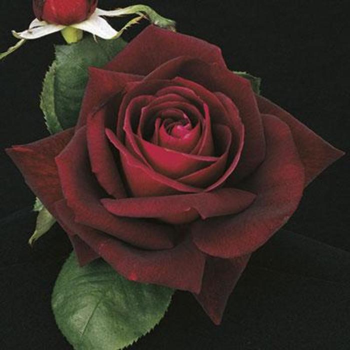 Ink Spots Rose - Rosa 'Ink Spots' Ink Spots Rose - Rosa 'Ink Spots'