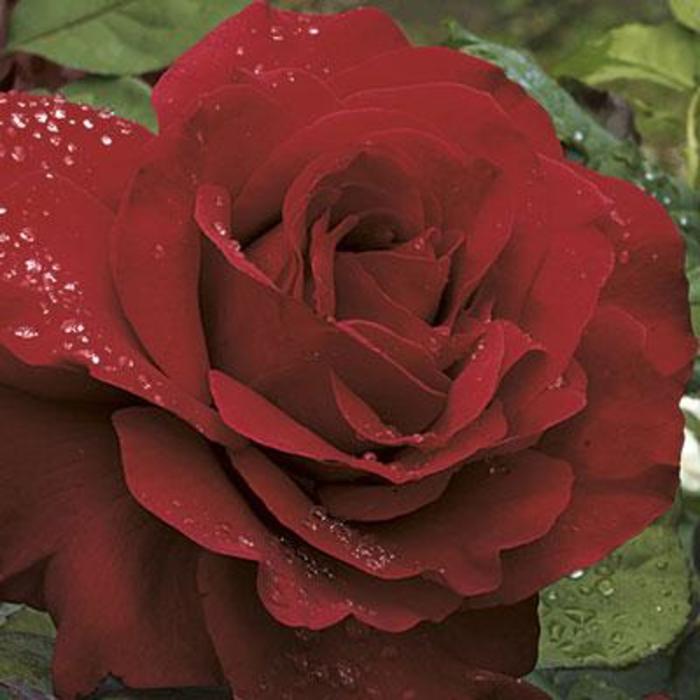 Legends™ Rose - Rosa 'Legends™' Legends™ Rose - Rosa 'Legends™'