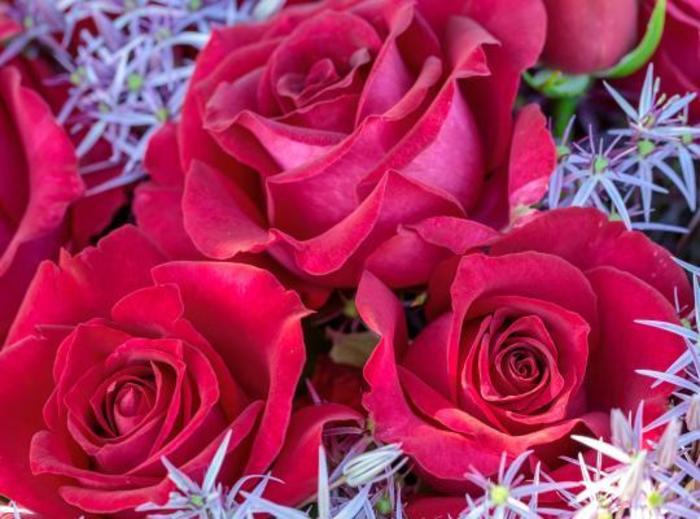 Stiletto™ Rose - Rosa 'Meizolnil' Stiletto™ Rose - Rosa 'Meizolnil'
