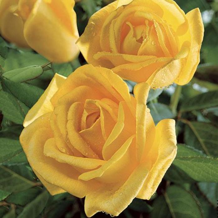 Radiant Perfume Rose - Rosa 'JACadnof' Radiant Perfume Rose - Rosa 'JACadnof'