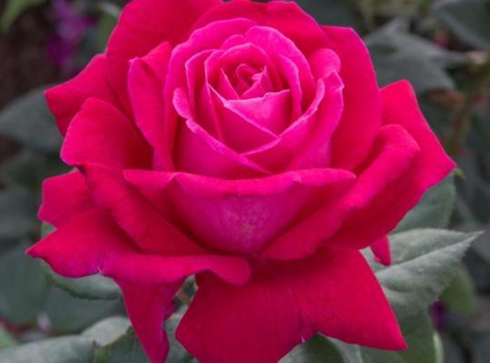 Sweet Spirit™ Rose - Rosa 'Meithatie'