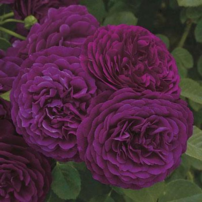 Twilight Zone Rose - Rosa 'WEKebtidere'