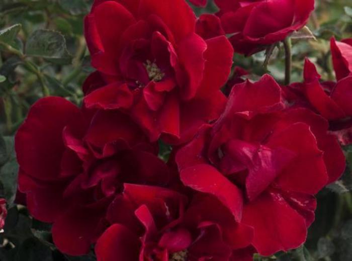 Brick House™ Rose - Rosa 'Meitraligh'
