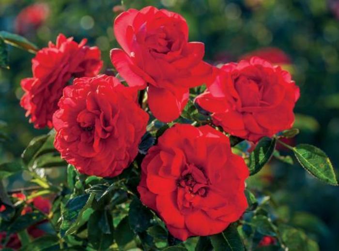 Canyon Road™ Rose - Rosa 'Meiscarlebo'