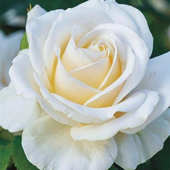 Easy Spirit™ Rose - Rosa 'WEKmereadoit'