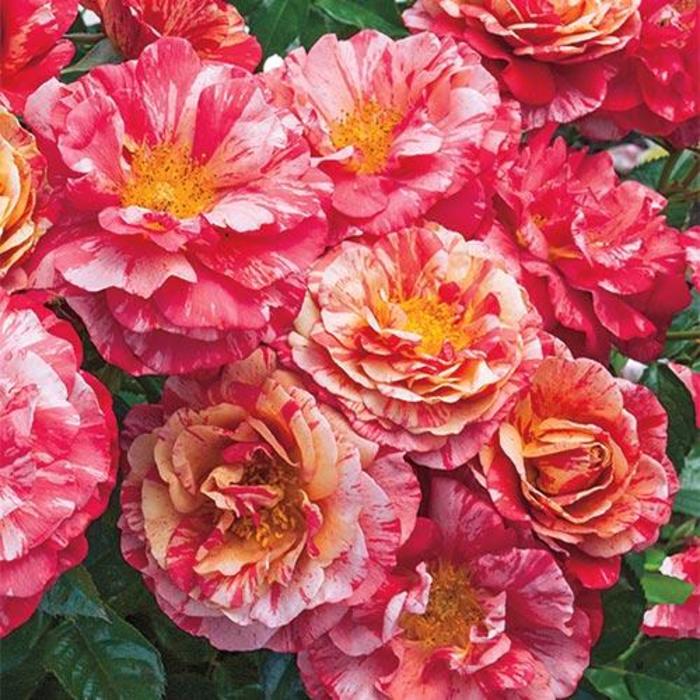 Frida Kahlo Rose - Rosa 'WEKcifrabaun'