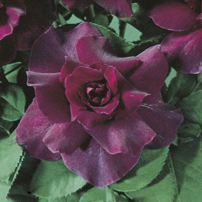 Intrigue Rose - Rosa 'Intrigue' Intrigue Rose - Rosa 'Intrigue'