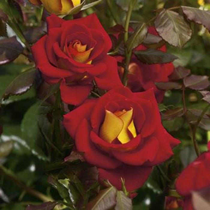 Ketchup & Mustard™ Rose - Rosa 'WEKzazette'