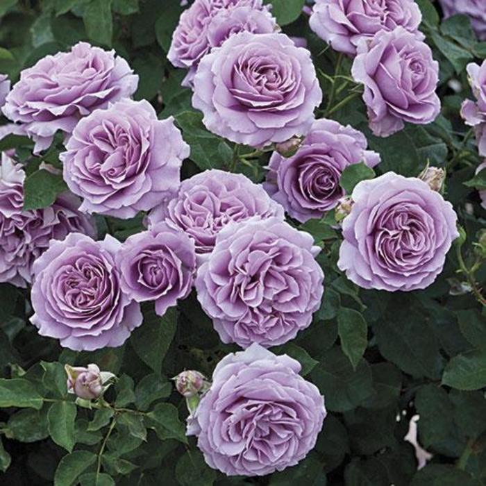 Love Song™ Rose - Rosa 'WEKstameda'