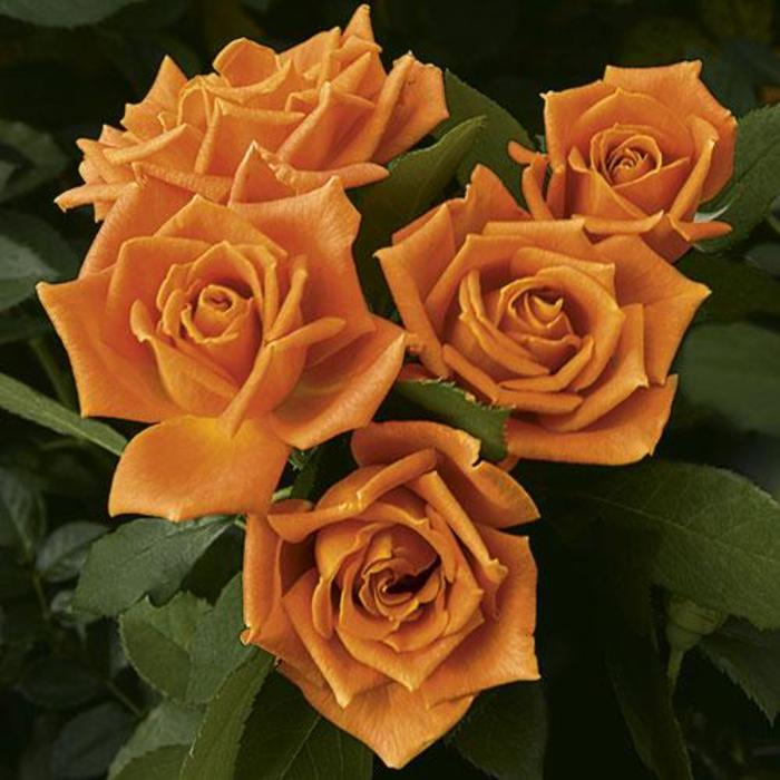 Pumpkin Patch™ Rose - Rosa 'WEKmongros'
