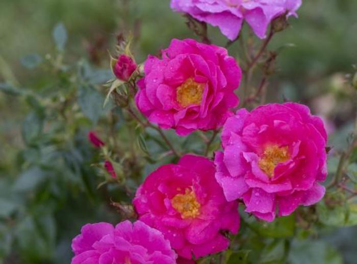 Shining Moment™ Rose - Rosa 'Radshining'