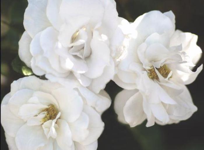 Veranda® White Rose - Rosa 'Korfloci111' PP32299 Veranda® White Rose - Rosa 'Korfloci111' PP32299