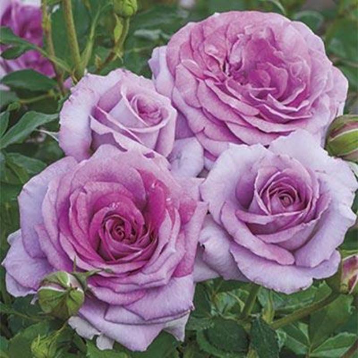 Violet's Pride™ Rose - Rosa 'WEKwibysicpep'