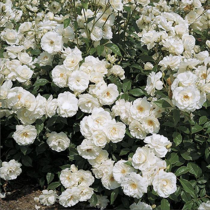Iceberg Rose - Rosa 'KORbin' Iceberg Rose - Rosa 'KORbin'