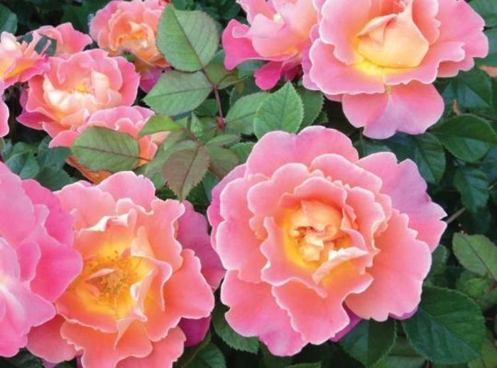 Fruity Petals™ Rose - Rosa 'Radpetals'