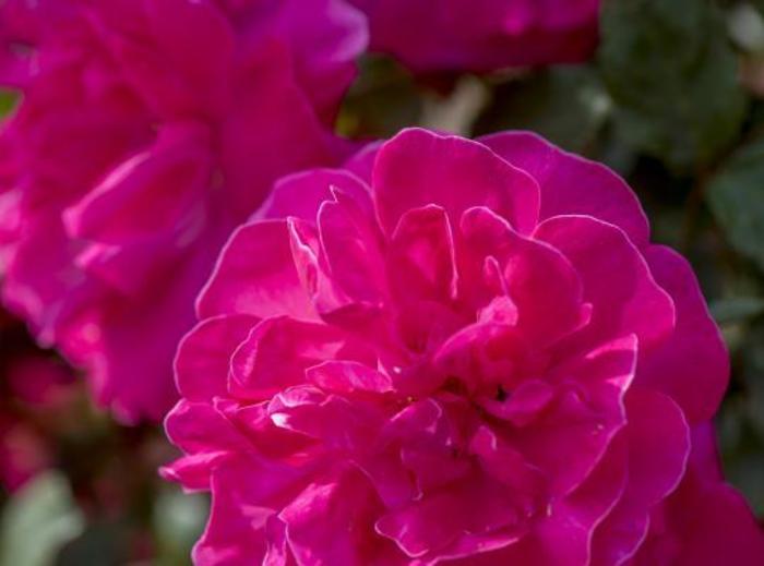 Highwire Flyer™ Rose - Rosa 'Radwire' Highwire Flyer™ Rose - Rosa 'Radwire'