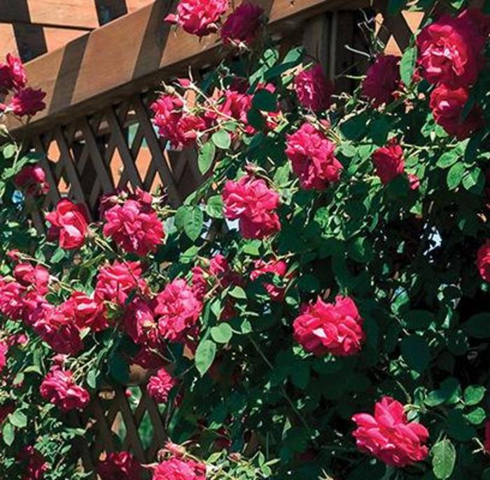 Ramblin' Red® Rose - Rosa 'RADramblin' Ramblin' Red® Rose - Rosa 'RADramblin'