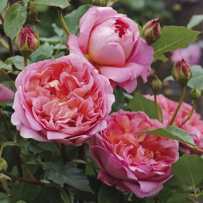 Boscobel Rose - Rosa 'Boscobel' Boscobel Rose - Rosa 'Boscobel'