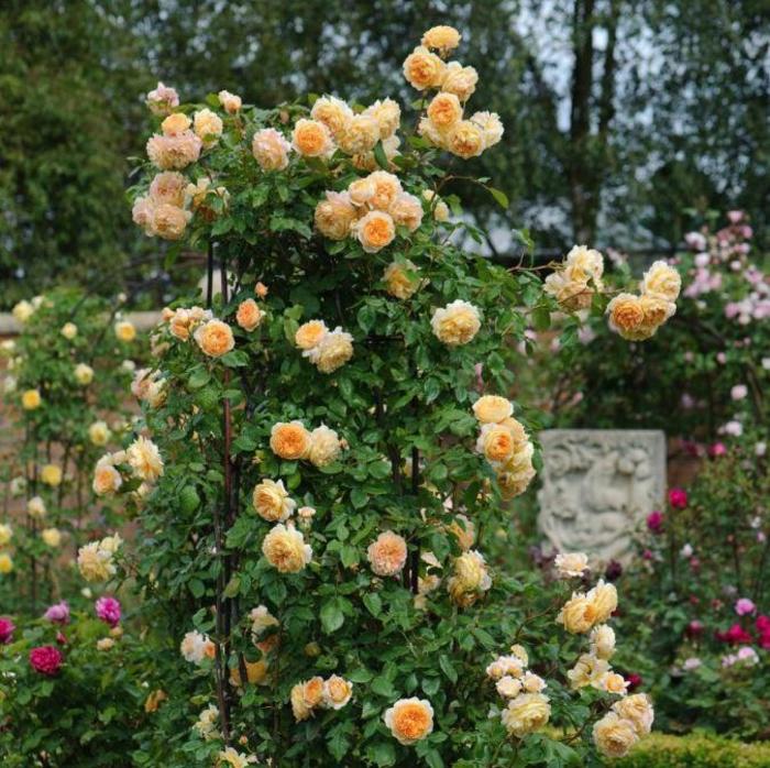 Crown Princess Margareta Rose - Rosa 'Crown Princess Margareta' Crown Princess Margareta Rose - Rosa 'Crown Princess Margareta'