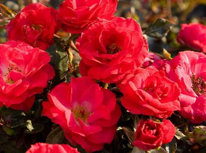 Cherry Sunblaze® Rose - Rosa 'Meibekarb' Cherry Sunblaze® Rose - Rosa 'Meibekarb'