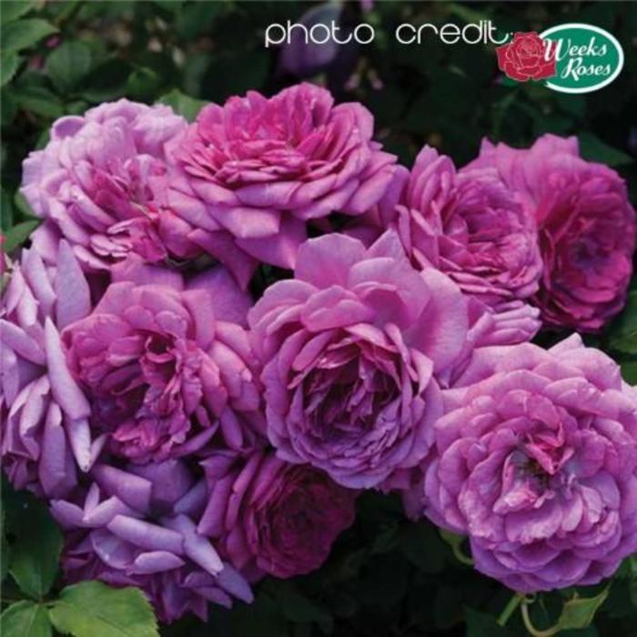 Life's Little Pleasures Rose - Rosa 'WEKswenchev' Life's Little Pleasures Rose - Rosa 'WEKswenchev'