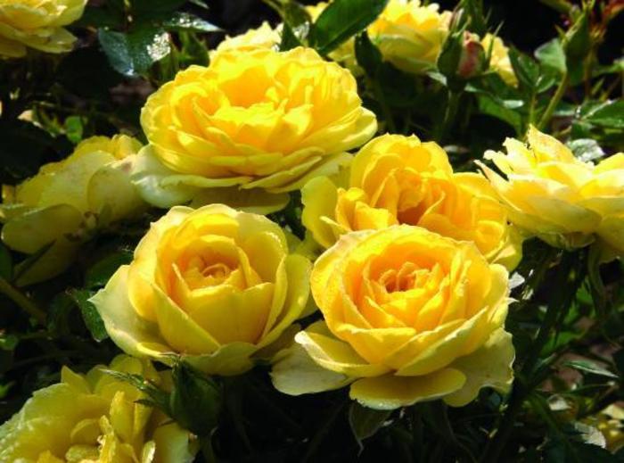 Yellow Sunblaze® Rose - Rosa 'Meiskaille'