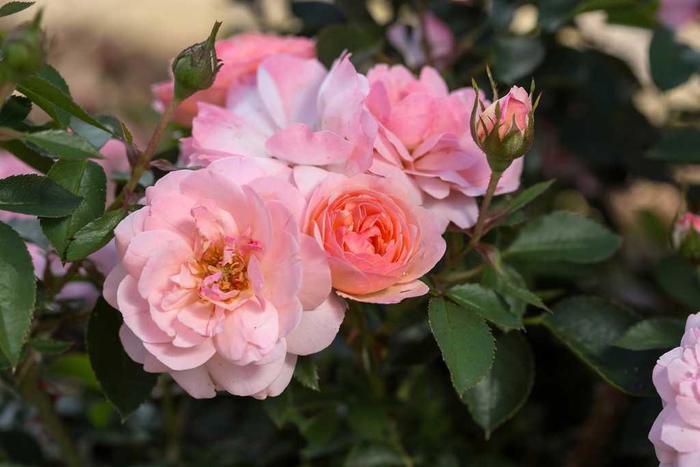 Calypso Rose - Rosa 'BAIypso'