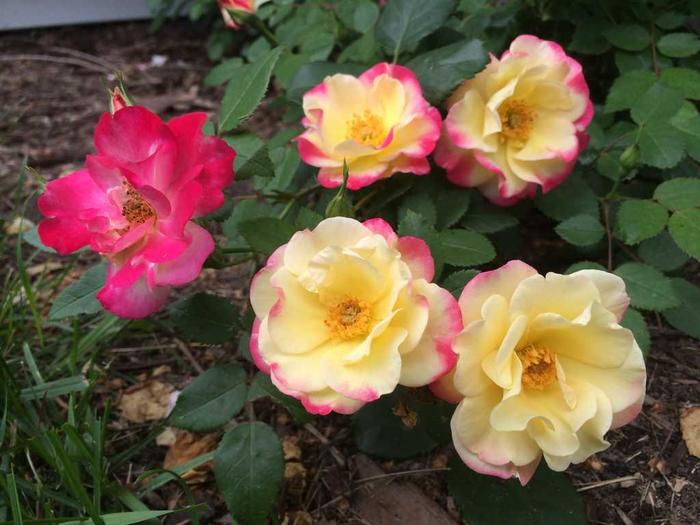 Campfire Rose - Rosa 'CA 29' Campfire Rose - Rosa 'CA 29'