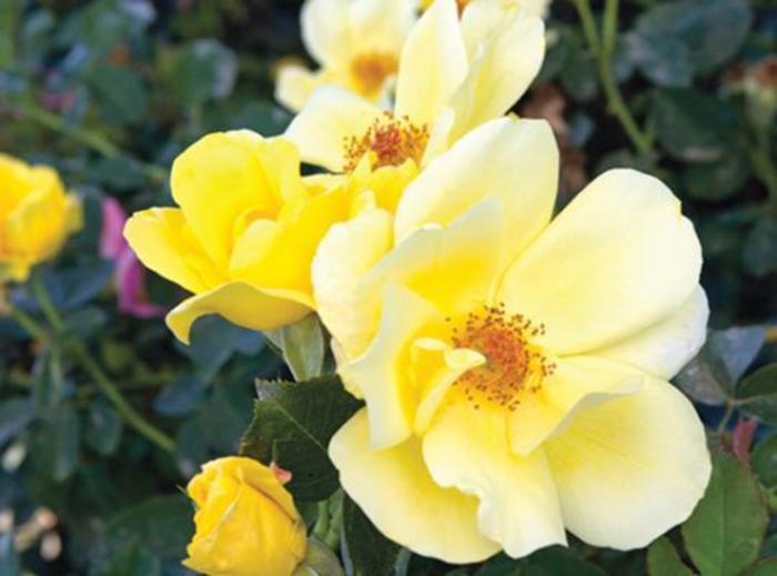 Carefree Sunshine™ Rose - Rosa 'Radsun'