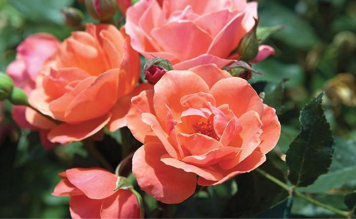 Coral Knock Out® Rose - Rosa 'Radral'