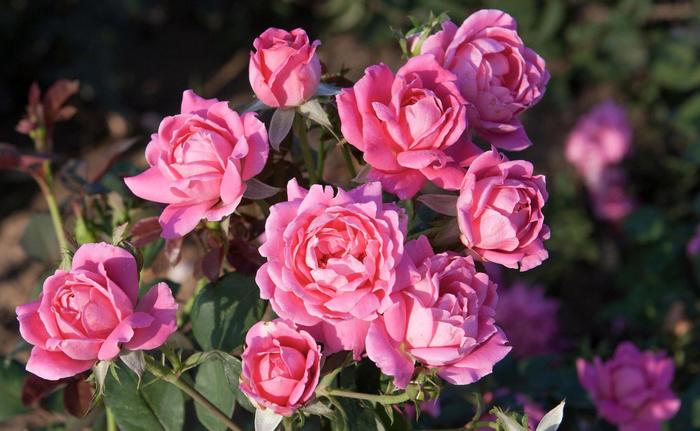 Double Pink Knock Out® Rose - Rosa ‘Radtkopink’