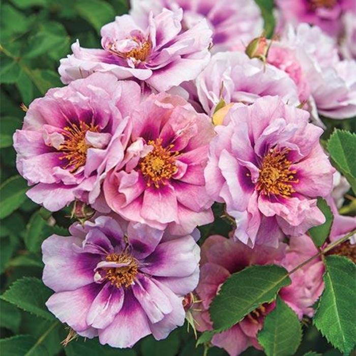 Easy on the Eyes™ Rose - Rosa 'WEKswechefy'