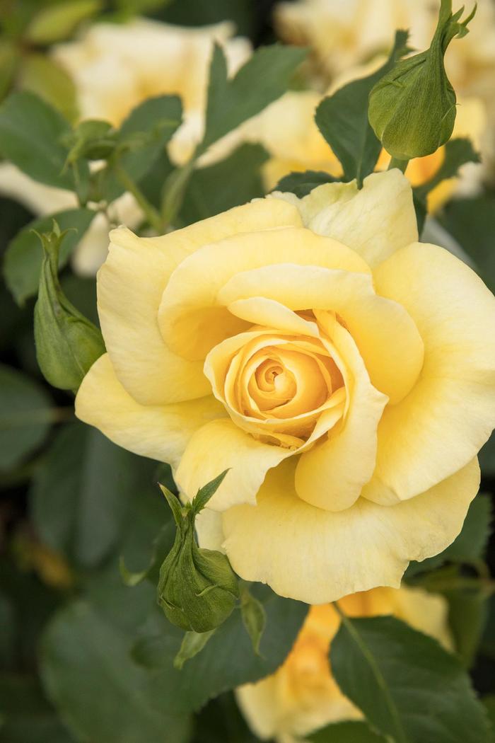 Grace N' Grit™ Yellow Rose - Rosa 'Radmonyel'