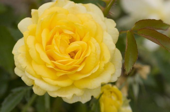 High Voltage Rose - Rosa 'BAIage' High Voltage Rose - Rosa 'BAIage'