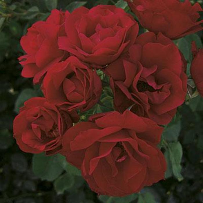 Hope for Humanity Rose - Rosa 'Hope for Humanity' Hope for Humanity Rose - Rosa 'Hope for Humanity'