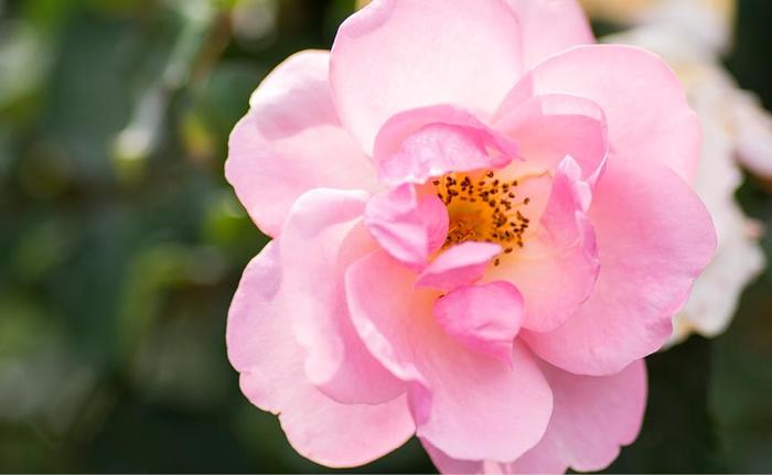 Peachy Knock Out® Rose - Rosa 'Radgor'