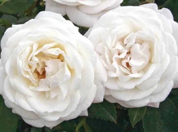 Pearlescent™ Rose - Rosa 'Radfragwhite'