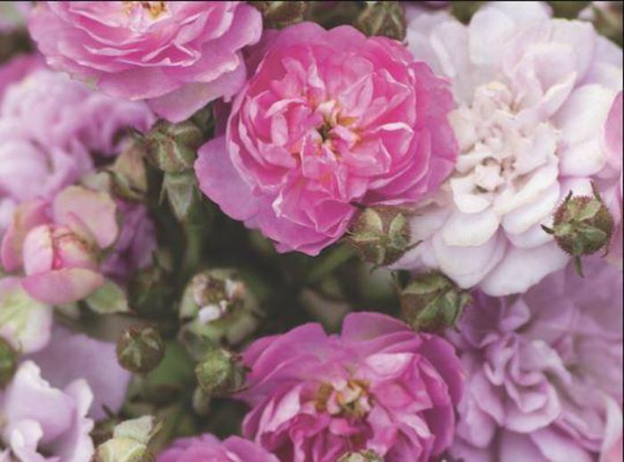 Pretty Polly® Lavender Rose - Rosa 'Zlepolthree' Pretty Polly® Lavender Rose - Rosa 'Zlepolthree'