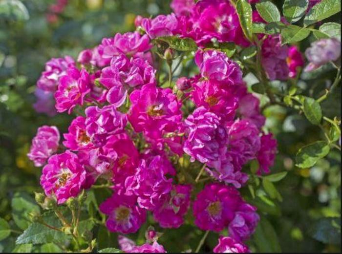Pretty Polly® Pink Rose - Rosa 'Zlepolone' PP31644 CPBR 6,574
