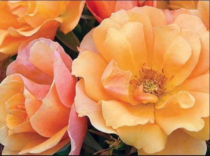 Tequila® Rose - Rosa 'Meipomolo'