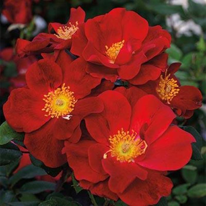 Top Gun™ Rose - Rosa 'WEKmoridahor'