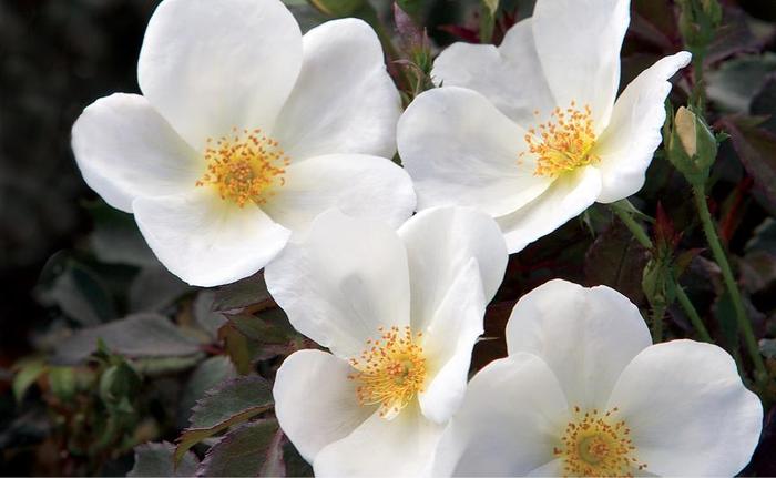 White Knock Out™ - Rosa 'Radwhite' PP20273