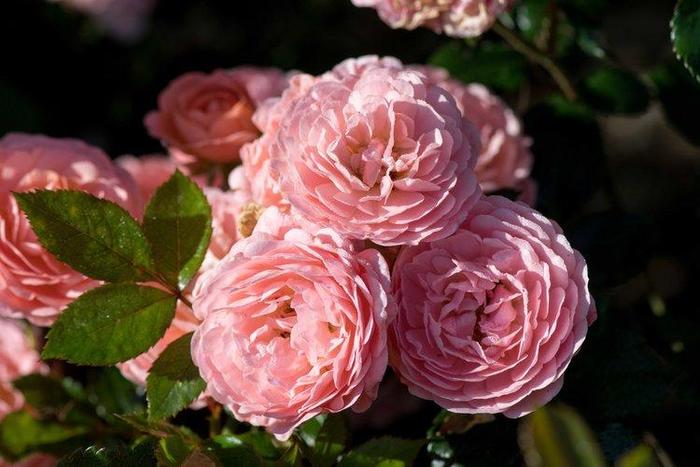 Apricot Drift® Rose - Rosa 'Meimirrote'
