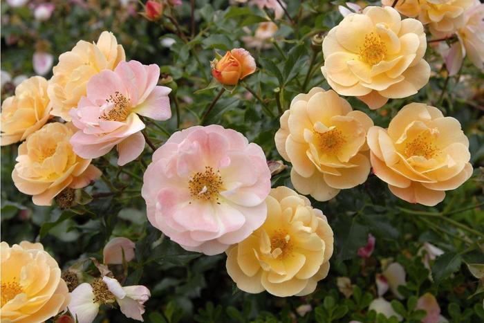 Flower Carpet® Amber Rose - Rosa 'NOA97400A' Flower Carpet® Amber Rose - Rosa 'NOA97400A'