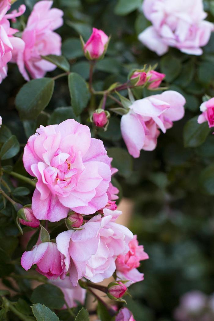 Flower Carpet® Appleblossom Rose - Rosa 'Noamel'