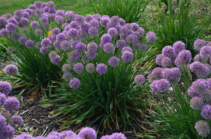 Ornamental Onion - Allium 'Serendipity'