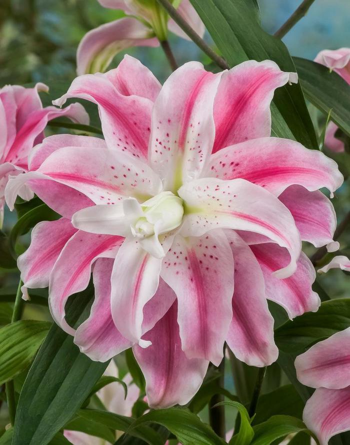 Oriental Lily - Lilium 'Sweet Rosy' Oriental Lily - Lilium 'Sweet Rosy'
