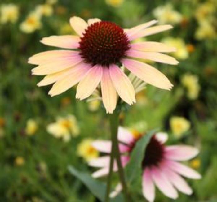 Coneflower - Echinacea 'Evening Glow' Coneflower - Echinacea 'Evening Glow'